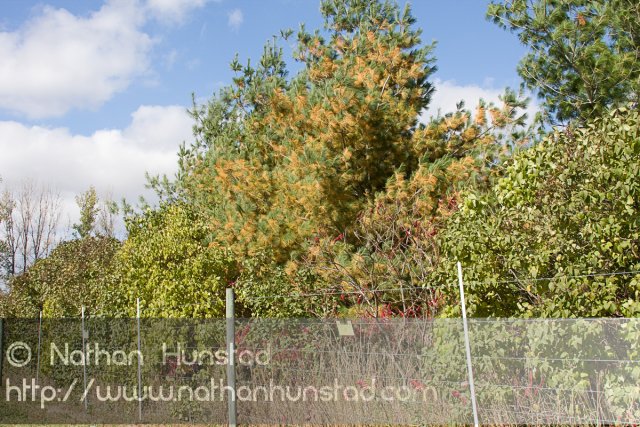 Apple_Orchard_2008-10-18_IMG_2353